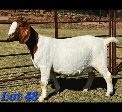 1 X BOER GOAT DOE Schoonheid Boerbok Stoet