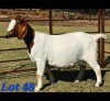1 X BOER GOAT DOE Schoonheid Boerbok Stoet