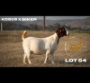 1 X BOER GOAT DOE Brent-Meek Boer Goat Stud