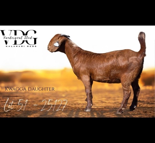 1 X KALAHARI RED DOE Vandergoat Stud