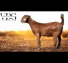 1 X KALAHARI RED DOE Vandergoat Stud