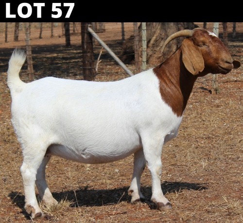 1 X BOER GOAT DOE Fourie Boerbokstoet