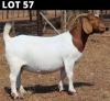 1 X BOER GOAT DOE Fourie Boerbokstoet