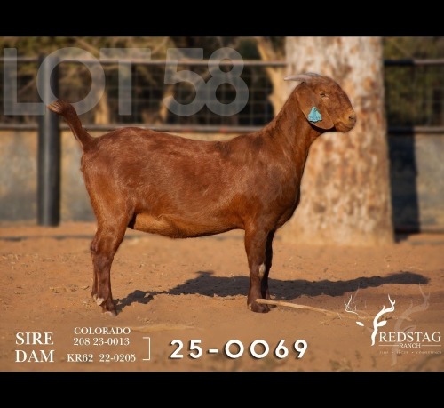 1 X KALAHARI RED DOE Redstag Ranch