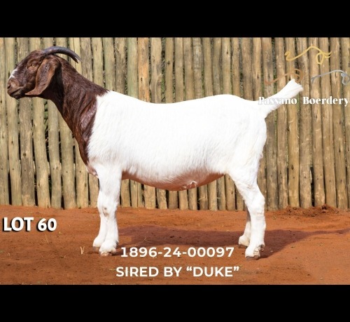 1 X BOER GOAT DOE Passano Boerdery
