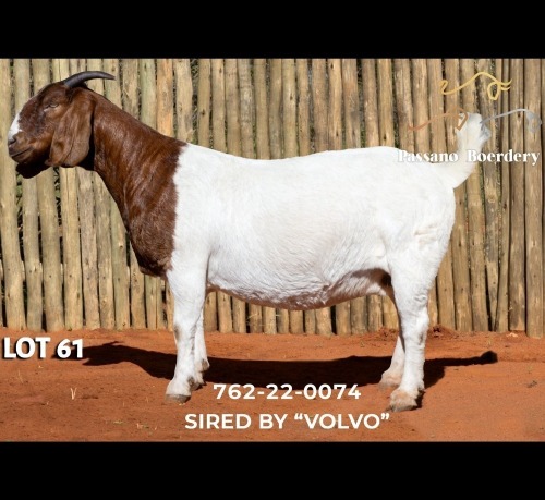 1 X BOER GOAT DOE Passano Boerdery