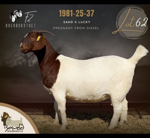 1 X BOER GOAT DOE F2 Boerbokstoet
