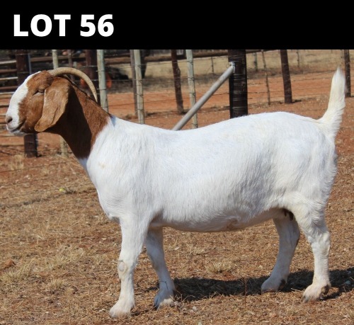 1 X BOER GOAT DOE Fourie Boerbokstoet
