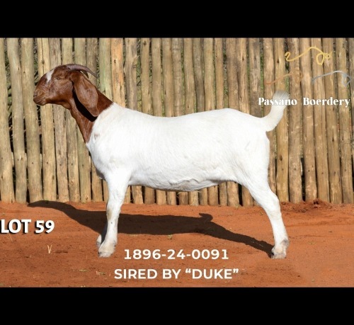 1 X BOER GOAT DOE Passano Boerdery