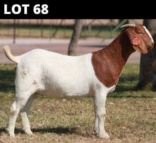 1 X BOER GOAT DOE Bosland Boerdery
