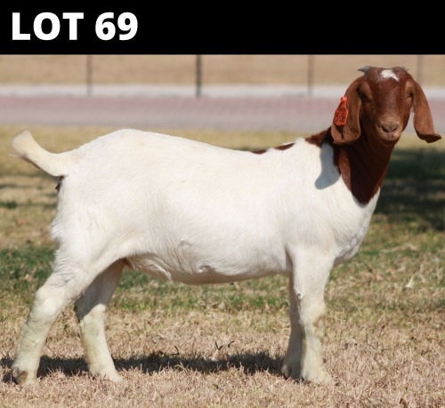 1 X BOER GOAT DOE Bosland Boerdery