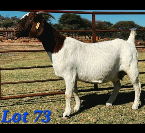 1 X BOER GOAT DOE Schoonheid Boerbok Stoet