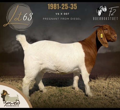 1 X BOER GOAT DOE F2 Boerbokstoet
