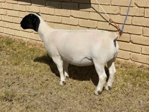 1x DORPER OOI/EWE LeRoy Phillips Dorpers TYPE 5
