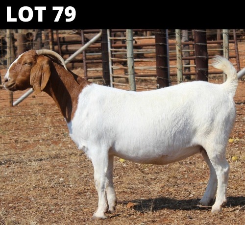 1 X BOER GOAT DOE Fourie Boerbokstoet