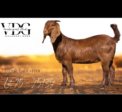 1 X KALAHARI RED DOE Vandergoat Stud