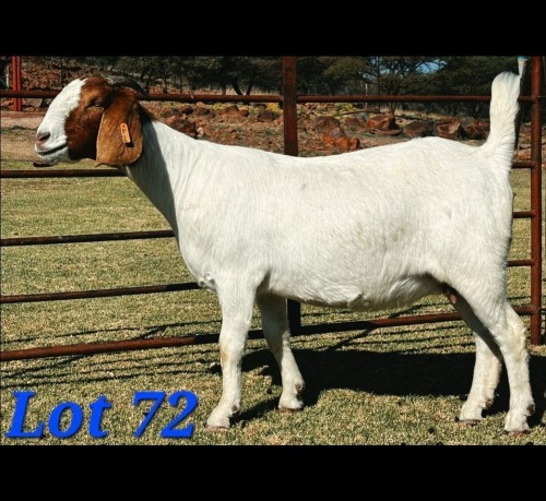1 X BOER GOAT DOE Schoonheid Boerbok Stoet