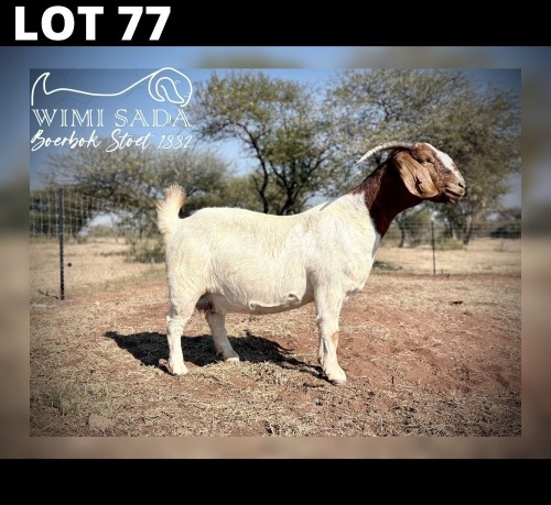 1 X BOER GOAT DOE Wimi Sada Boerbokstoet