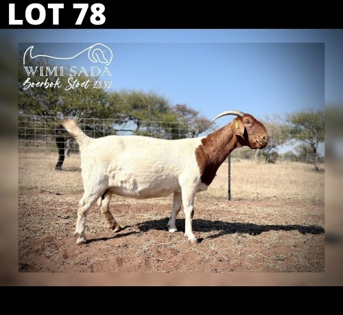1 X BOER GOAT DOE Wimi Sada Boerbokstoet
