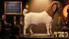 1 X BOER GOAT STUD BUCK Karoo Livestock Studs - 2