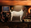 1 X BOER GOAT STUD PREGNANT DOE Karoo Livestock Studs