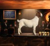 1 X BOER GOAT STUD DOE Karoo Livestock Studs