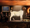 1 X BOER GOAT STUD PREGNANT DOE Karoo Livestock Studs