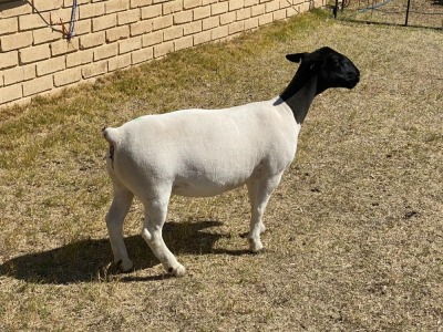 1x DORPER OOI/EWE LeRoy Phillips Dorpers TYPE 5