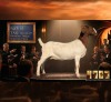 1 X BOER GOAT FLOCK PREGNANT DOE Karoo Livestock Studs