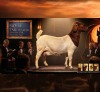 1 X BOER GOAT STUD PREGNANT DOE Karoo Livestock Studs