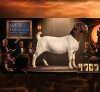 1 X BOER GOAT STUD DOE Karoo Livestock Studs