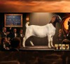 1 X BOER GOAT STUD PREGNANT DOE Karoo Livestock Studs