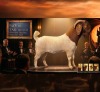 1 X BOER GOAT STUD BUCK Karoo Livestock Studs