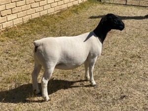 1x DORPER OOI/EWE LeRoy Phillips Dorpers TYPE 5