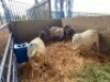 LOT 11 3X OOI/EWE BOERBOK Rhenosterhoek, Kobus van der Walt - 082926 0929 (Per stuk om lot te neem/Per Piece to take the lot) - 2