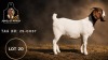 1 X BOER GOAT STUD DOE Juwel of Africa - 2