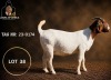 1 X BOER GOAT FLOCK PREGNANT DOE Juwel of Africa - 2