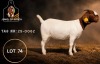 1 X BOER GOAT FLOCK DOE Juwel of Africa - 2