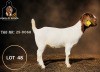 1 X BOER GOAT STUD DOE Juwel of Africa - 2