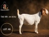 1 X BOER GOAT FLOCK ON TEAT PREGNANT DOE Juwel of Africa - 2