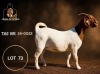 1 X BOER GOAT FLOCK PREGNANT DOE Juwel of Africa - 2