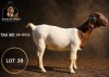 1 X BOER GOAT STUD PREGNANT DOE Juwel of Africa - 2