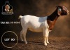 1 X BOER GOAT STUD PREGNANT DOE Juwel of Africa - 2