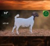 1 X BOER GOAT STUD PREGNANT DOE Aegagrus Boerbok stoet