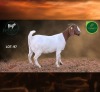 1 X BOER GOAT FLOCK ON COLOUR DOE Aegagrus Boerbok stoet