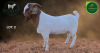 1 X BOER GOAT STUD BUCK Aegagrus Boerbok stoet - 2