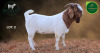 1 X BOER GOAT STUD BUCK Aegagrus Boerbok stoet - 3