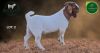 1 X BOER GOAT STUD BUCK Aegagrus Boerbok stoet - 4