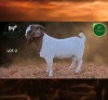 1 X BOER GOAT STUD BUCK Aegagrus Boerbok stoet