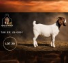 1 X BOER GOAT STUD DOE Juwel of Africa